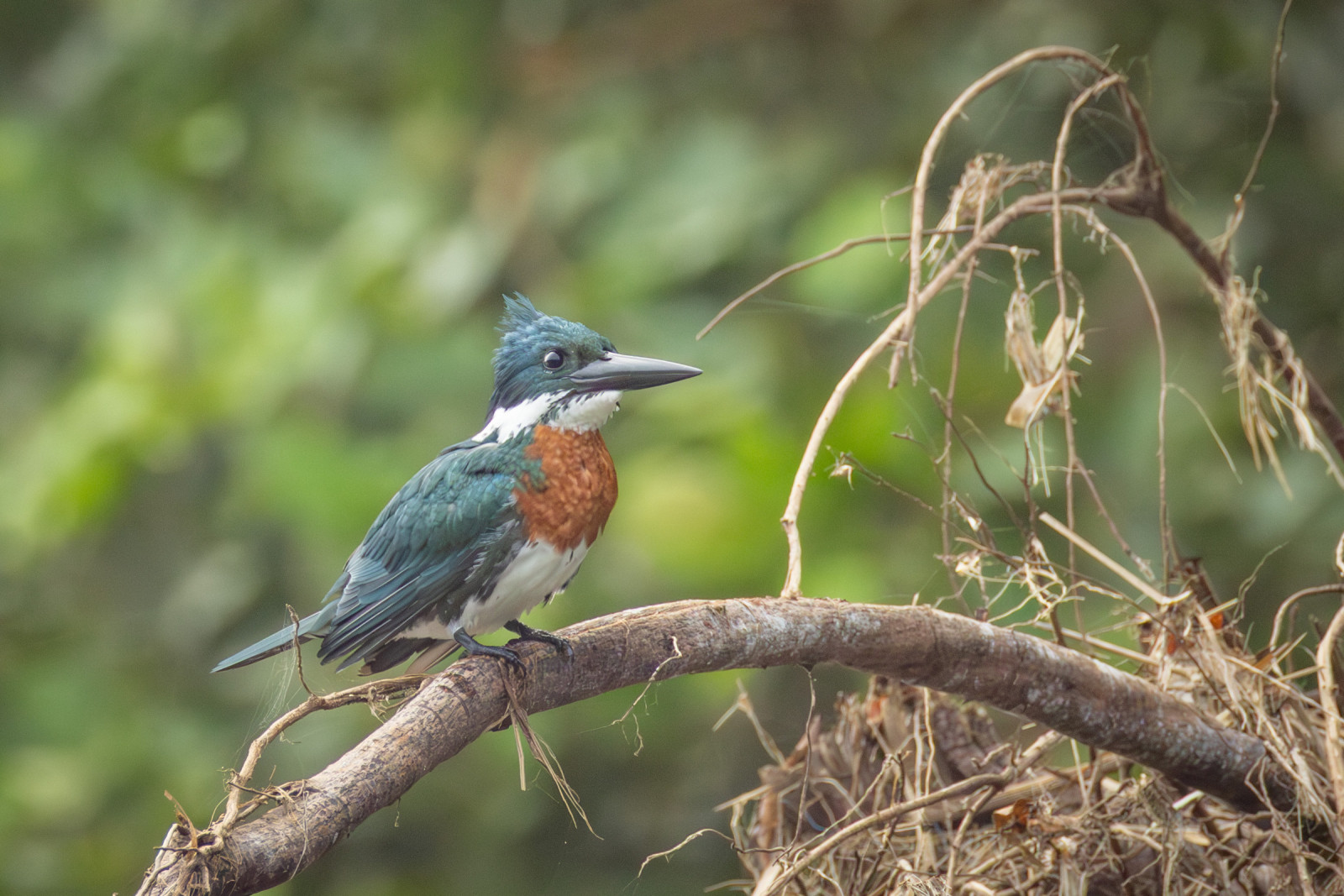 image Amazon Kingfisher